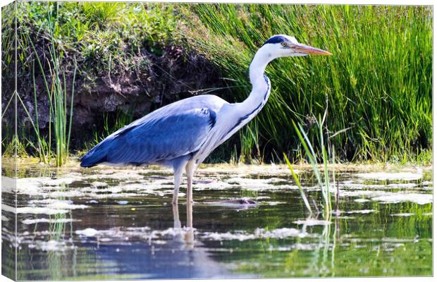 Blue Heron Canvas Print by Michael Smith