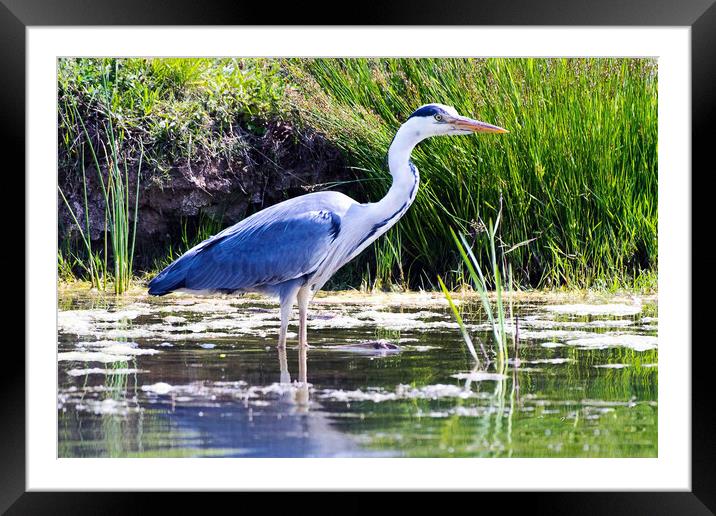 Blue Heron Framed Mounted Print by Michael Smith