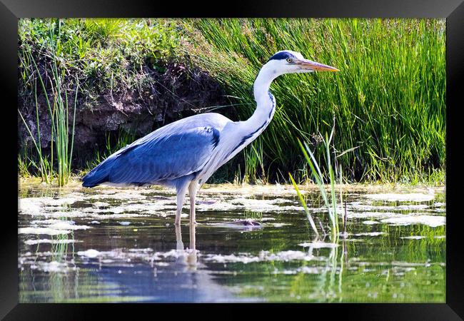 Blue Heron Framed Print by Michael Smith