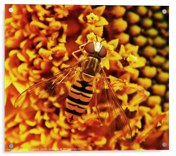 Wasp close up Acrylic by craig hopkins