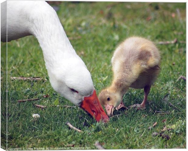A mother goose and gosling Canvas Print by craig hopkins