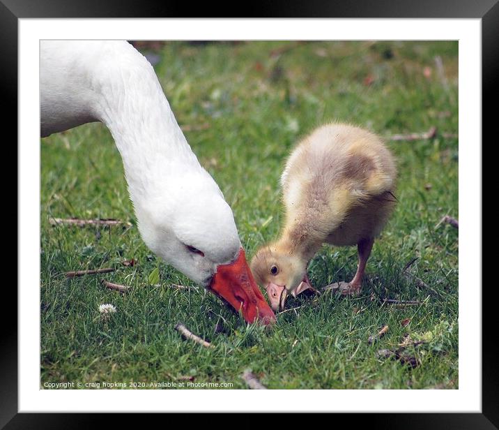 A mother goose and gosling Framed Mounted Print by craig hopkins