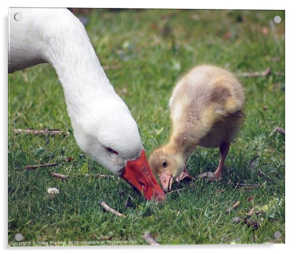 A mother goose and gosling Acrylic by craig hopkins