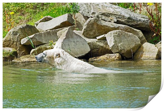 Polar Bear  Print by Michael Smith