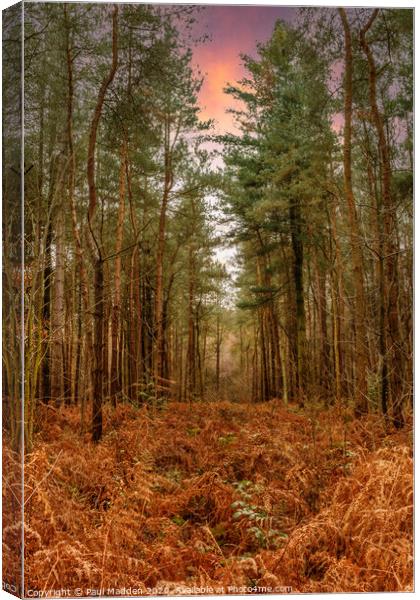 Delamere Forest in the morning Canvas Print by Paul Madden