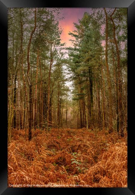 Delamere Forest in the morning Framed Print by Paul Madden