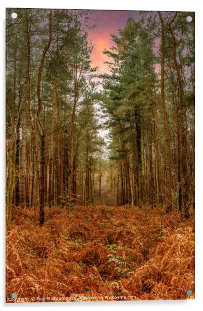 Delamere Forest in the morning Acrylic by Paul Madden