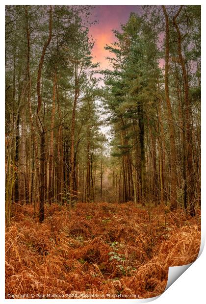 Delamere Forest in the morning Print by Paul Madden