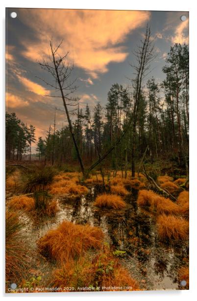 Delamere Forest Marshland Acrylic by Paul Madden