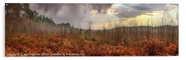 Delamere Forest Panorama Acrylic by Paul Madden