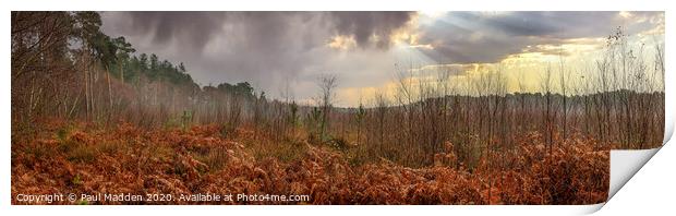 Delamere Forest Panorama Print by Paul Madden