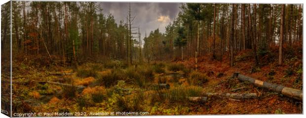 Delamere Winter Woodland Canvas Print by Paul Madden