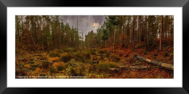 Delamere Winter Woodland Framed Mounted Print by Paul Madden