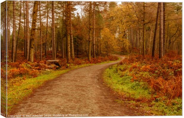 Delamere Woodland Path Canvas Print by Paul Madden