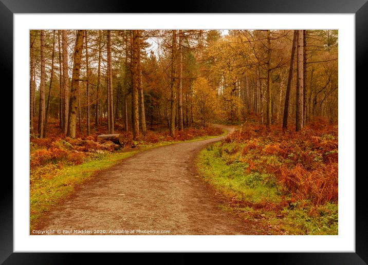 Delamere Woodland Path Framed Mounted Print by Paul Madden