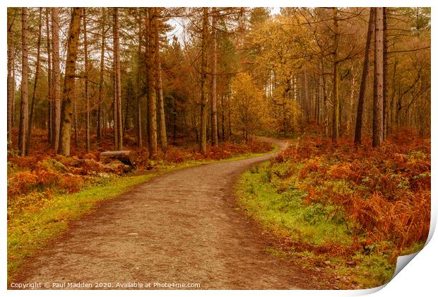 Delamere Woodland Path Print by Paul Madden