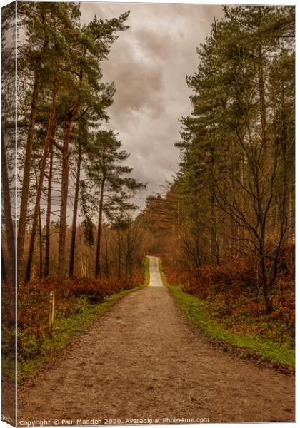 Delamere Woodland Walk Canvas Print by Paul Madden