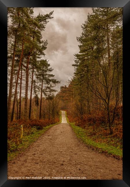 Delamere Woodland Walk Framed Print by Paul Madden