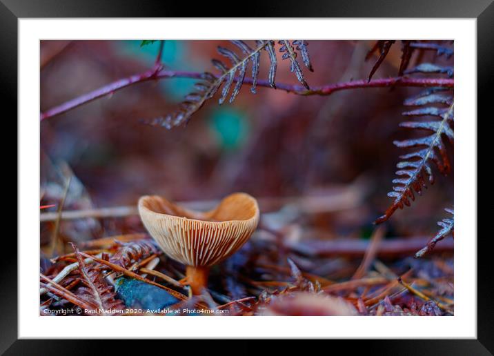 Forest Fungus Framed Mounted Print by Paul Madden