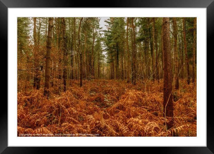 Opening in the woods Framed Mounted Print by Paul Madden