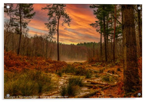 Sunrise at Delamere Forest Acrylic by Paul Madden