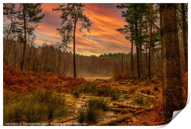 Sunrise at Delamere Forest Print by Paul Madden