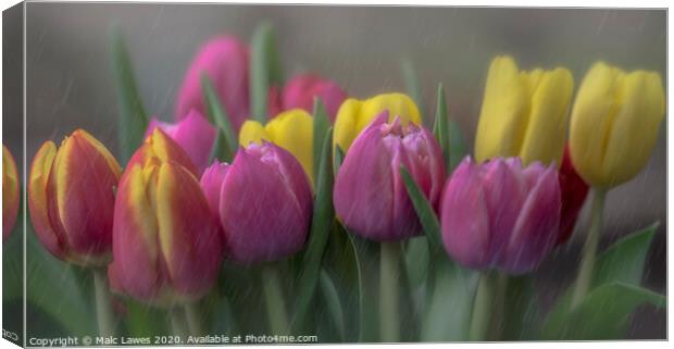 Tulips  Canvas Print by Malc Lawes