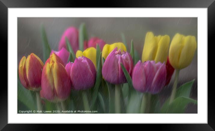 Tulips  Framed Mounted Print by Malc Lawes