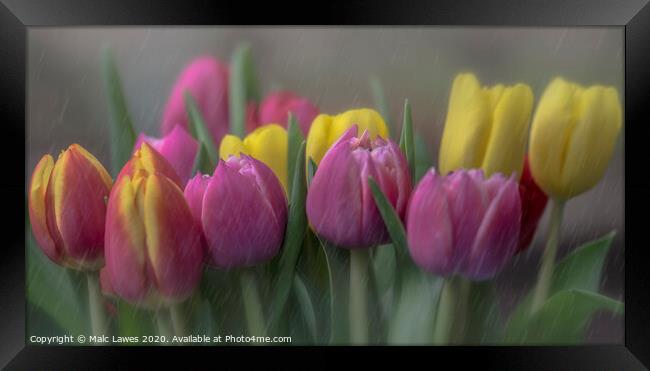 Tulips  Framed Print by Malc Lawes