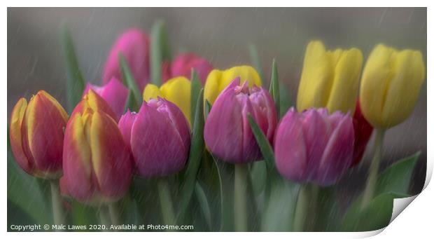Tulips  Print by Malc Lawes
