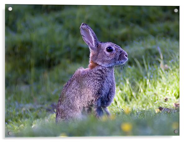 Wild hare Acrylic by Sam Smith