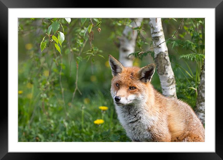 Contemplation - Fox Framed Mounted Print by Simon Wrigglesworth
