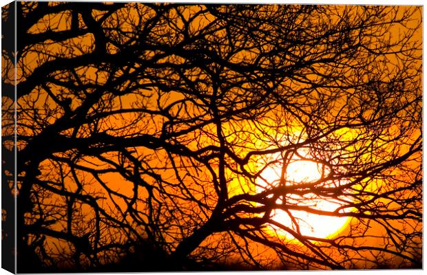 Silhouetted Tree Branches at Sunset Canvas Print by Arterra 