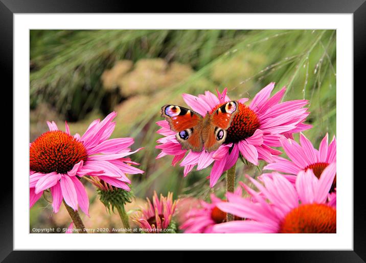 Peacock Butterfly Framed Mounted Print by Stephen Perry