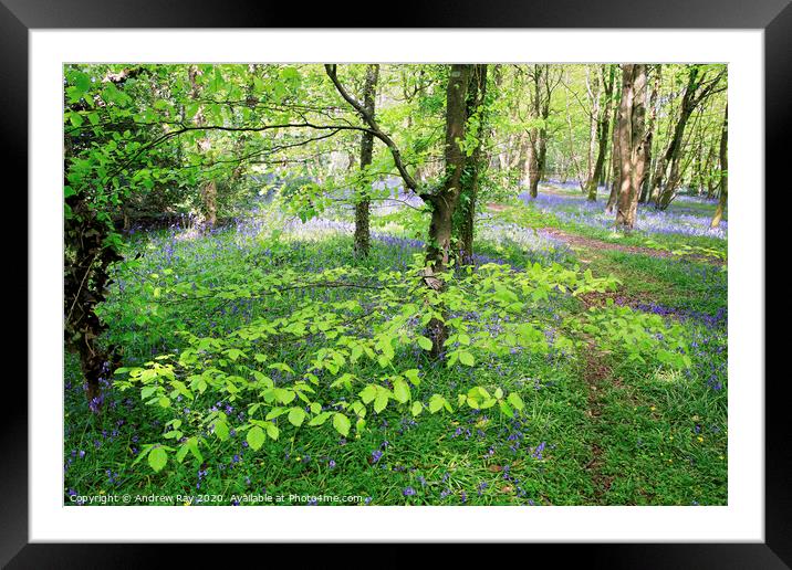 Bluebell Woods Framed Mounted Print by Andrew Ray