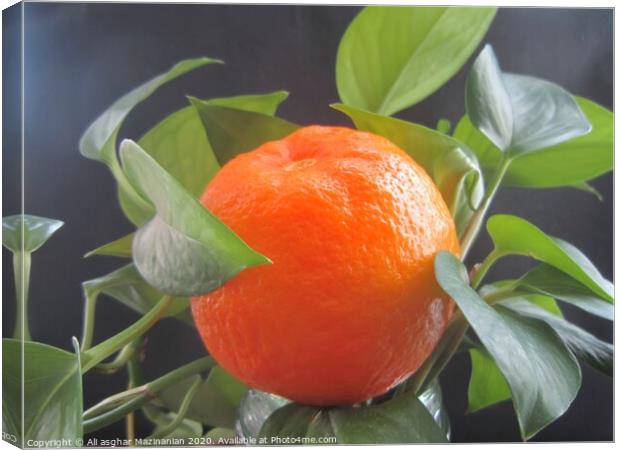 A delicious organic orange, Canvas Print by Ali asghar Mazinanian