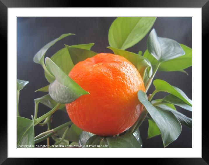 A delicious organic orange, Framed Mounted Print by Ali asghar Mazinanian