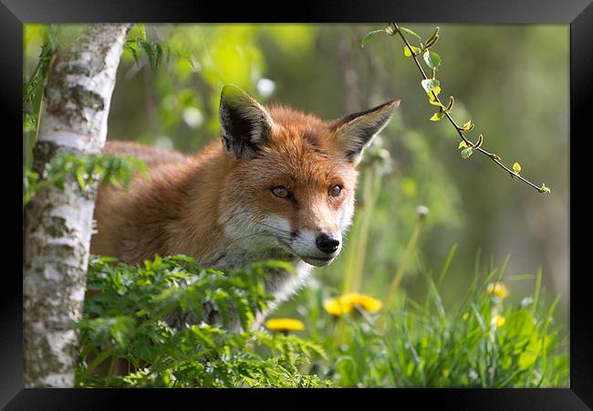 Searching - Fox Framed Print by Simon Wrigglesworth