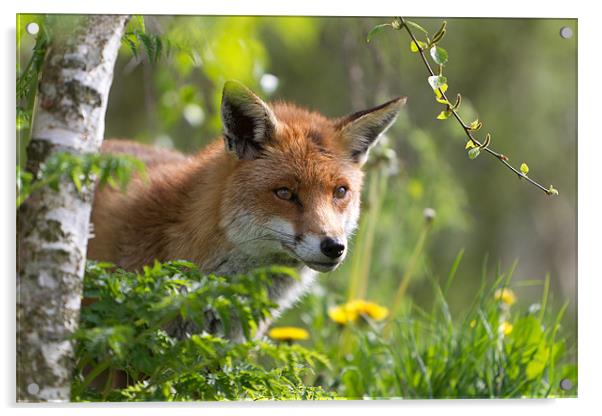 Searching - Fox Acrylic by Simon Wrigglesworth