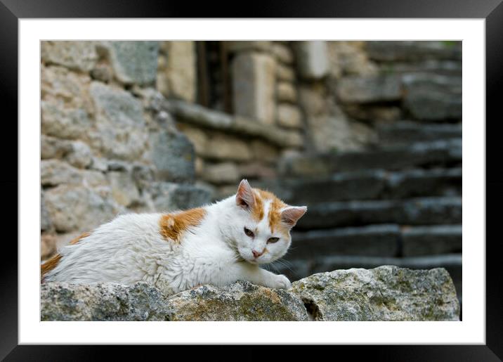 Cat in Alley, Provence Framed Mounted Print by Arterra 