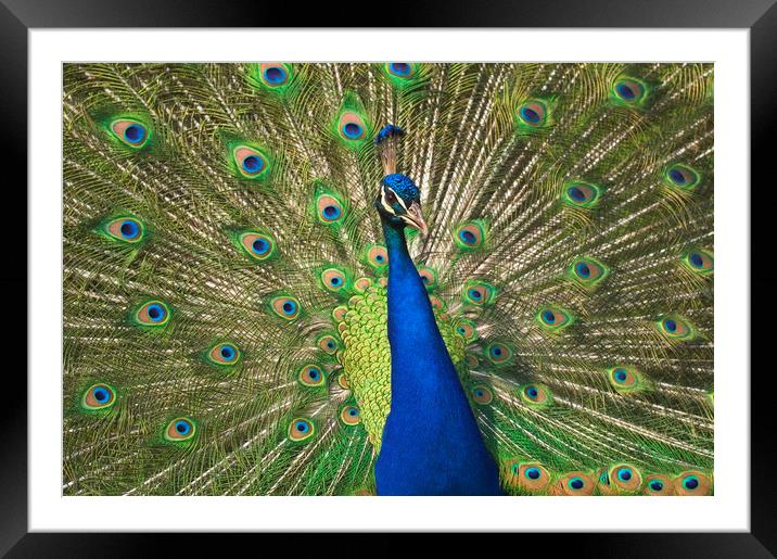Peacock Framed Mounted Print by Arterra 