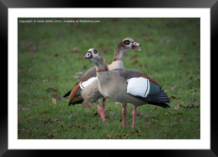 Egyptian geese  Framed Mounted Print by Kevin White