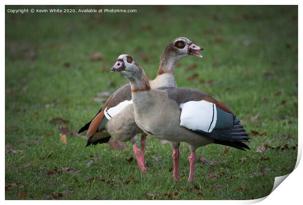 Egyptian geese  Print by Kevin White