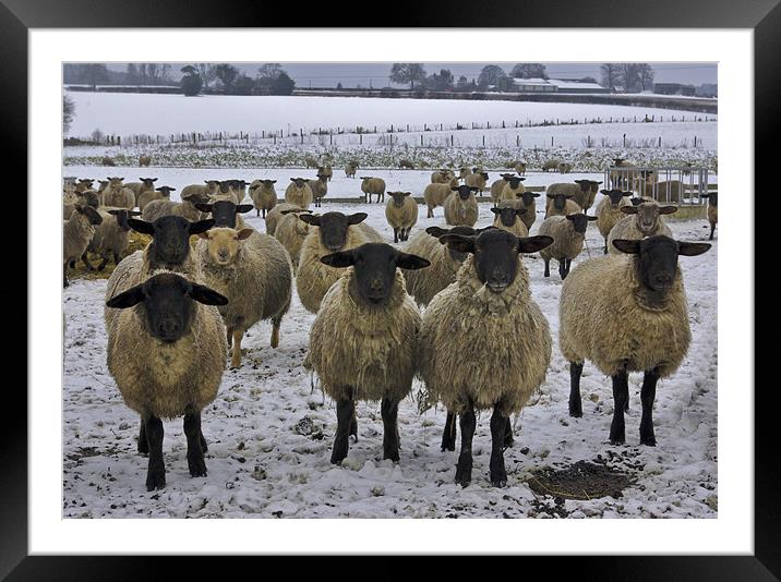 Winter Sheep Framed Mounted Print by Trevor Kersley RIP