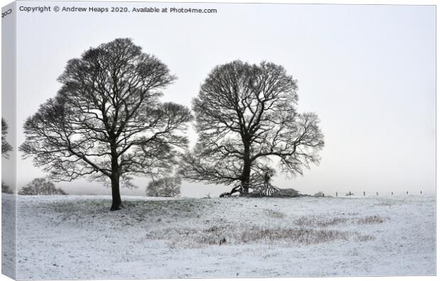 Winter scene with large trees Canvas Print by Andrew Heaps