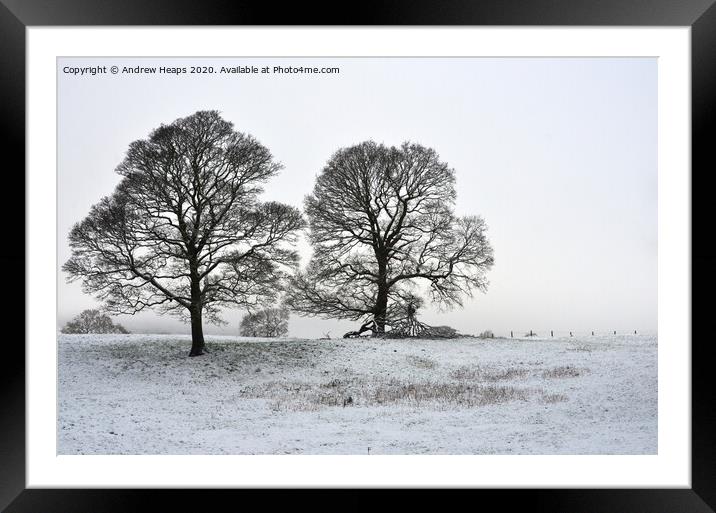 Winter scene with large trees Framed Mounted Print by Andrew Heaps