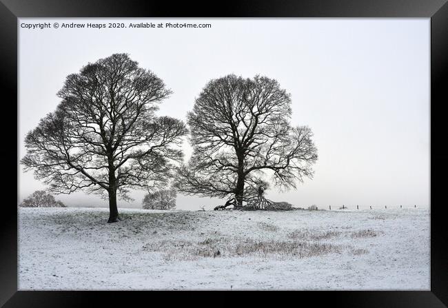 Winter scene with large trees Framed Print by Andrew Heaps