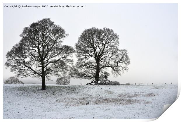 Winter scene with large trees Print by Andrew Heaps