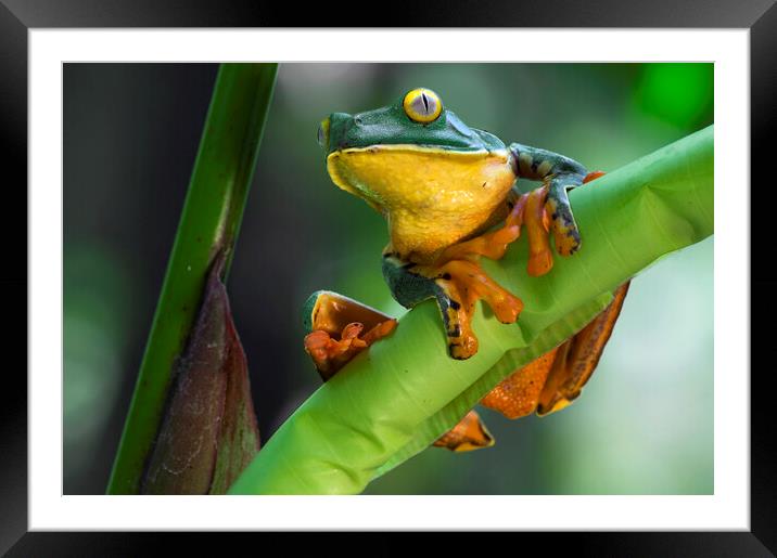 Splendid Leaf Frog Framed Mounted Print by Arterra 