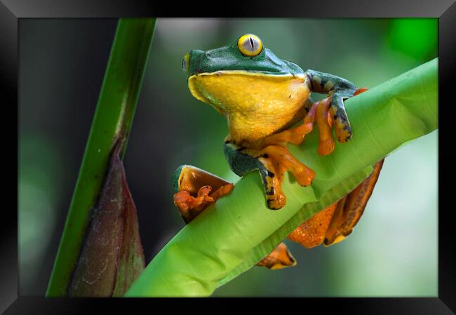 Splendid Leaf Frog Framed Print by Arterra 